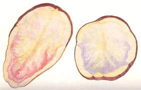 Почему внутри картошки бывают цветные прожилки