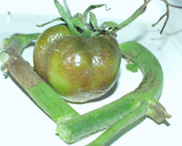 Плод и стебель томата Click on image to enlarge
